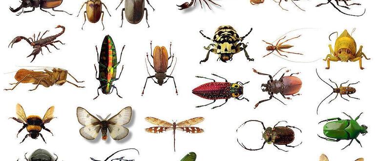 Insectele In Vis Ce Inseamna Cand Visezi Insecte Ce Visez