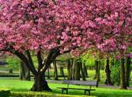 interpretare-vise-magnoliu-inflorit