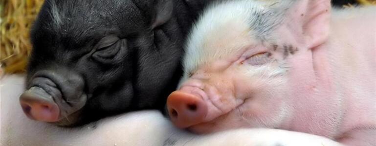 dictionar-de-vise-porci