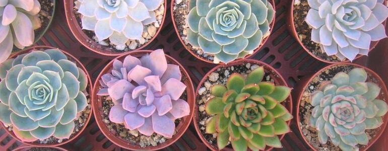 dictionar-de-vise-rozeta