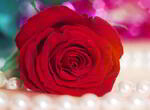 interpretare-vise-petale-de-trandafirii-rosi