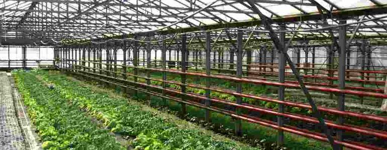 dictionar-de-vise-sera-de-legume