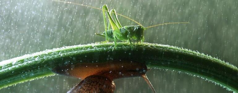 dictionar-de-vise-aversa