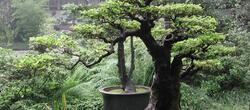 dictionar-de-vise-bonsai