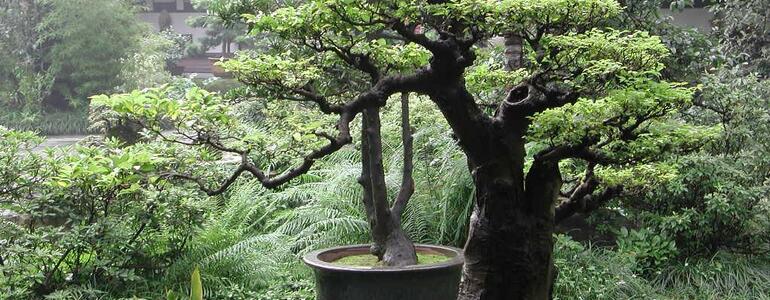 dictionar-de-vise-bonsai