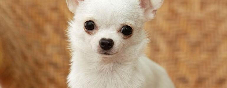 dictionar-de-vise-chihuahua