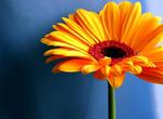 interpretare-vise-flori-primite