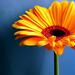 dictionar-de-vise-floare