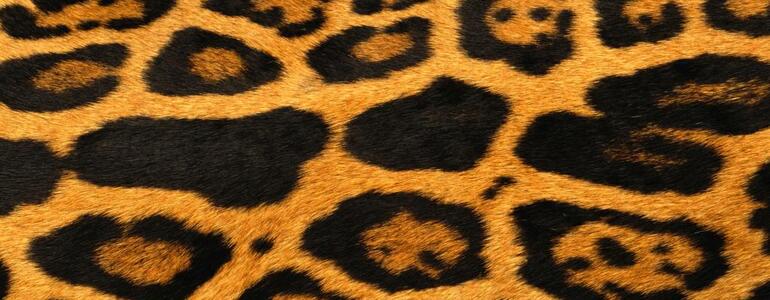 dictionar-de-vise-piei-de-animale