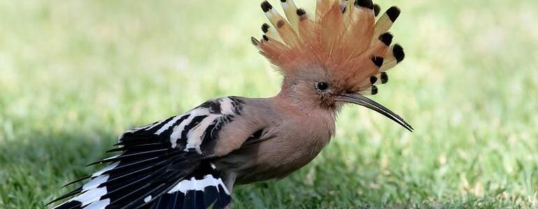 dictionar-de-vise-pupaza