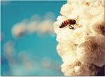 interpretare-vise-albina-viespe