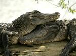 interpretare-vise-crocodilul