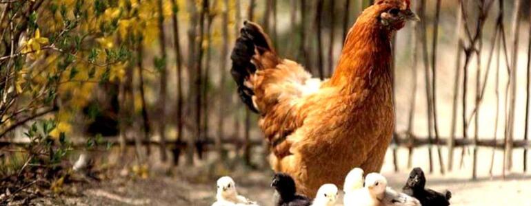 Gaina In Vis Dictionar Vise Gaina Ce Visez