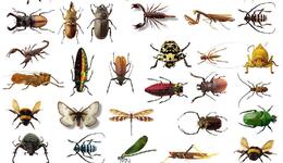 insectele-in-vis-ce-inseamna-cand-visezi-insecte