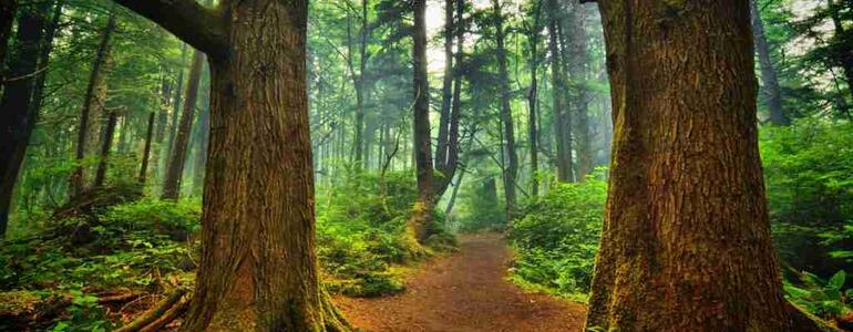 dictionar-de-vise-padure