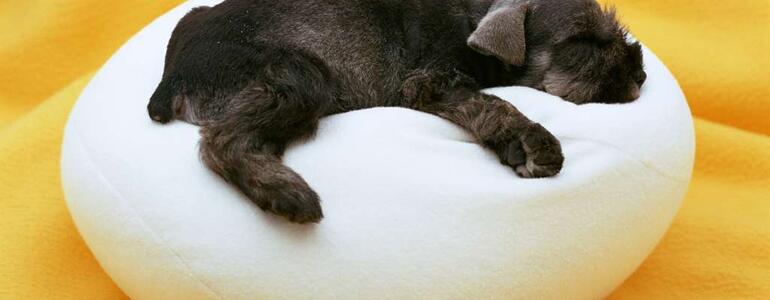 dictionar-de-vise-perna