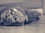 interpretare-vise-sobolan-mort-pisoi-si-catelus