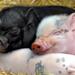 dictionar-de-vise-porci