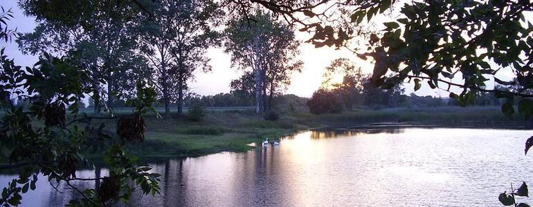 dictionar-de-vise-august