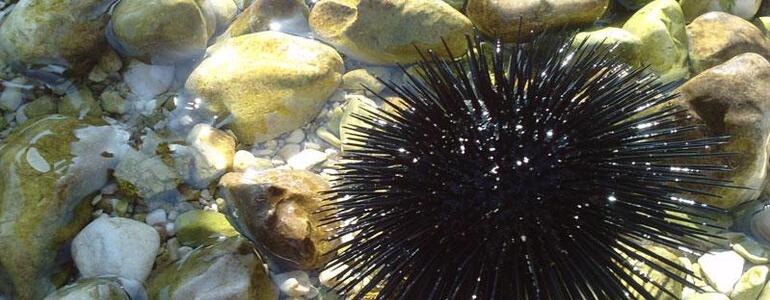 dictionar-de-vise-arici-de-mare