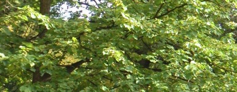 dictionar-de-vise-artar