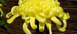 dictionar-de-vise-crizantema