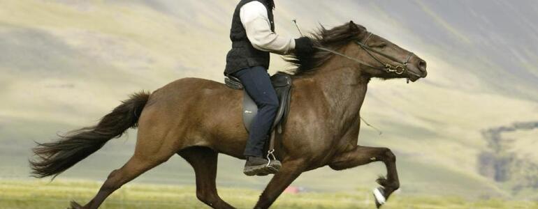 dictionar-de-vise-calarie