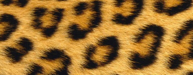 dictionar-de-vise-blana