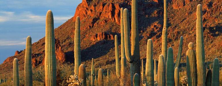 dictionar-de-vise-cactus
