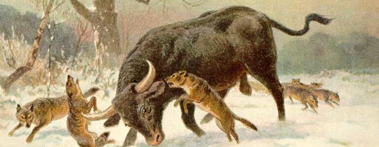 dictionar-de-vise-bou