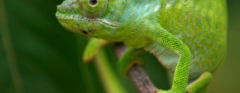 dictionar-de-vise-cameleon