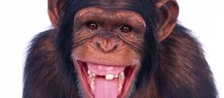 dictionar-de-vise-cimpanzeu