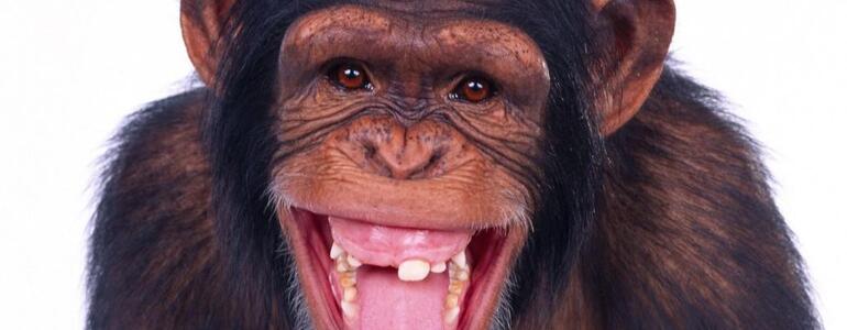 dictionar-de-vise-cimpanzeu