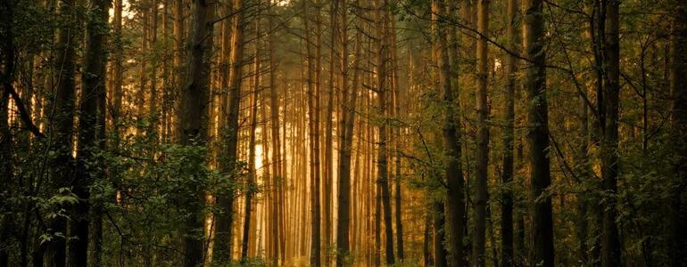 dictionar-de-vise-codru