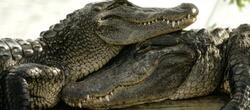 dictionar-de-vise-crocodil