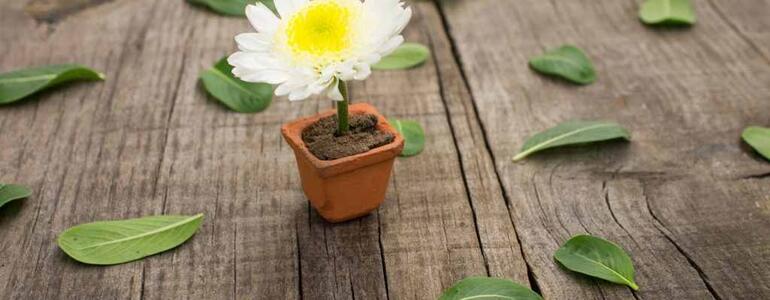 dictionar-de-vise-ghiveci