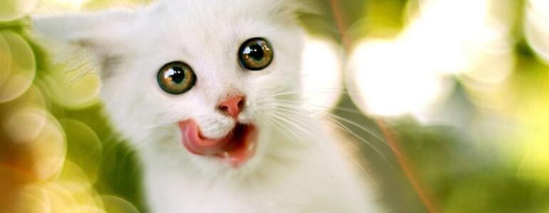 dictionar-de-vise-animal
