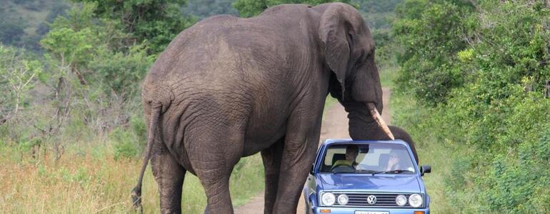 dictionar-de-vise-apasare