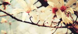 dictionar-de-vise-magnolie